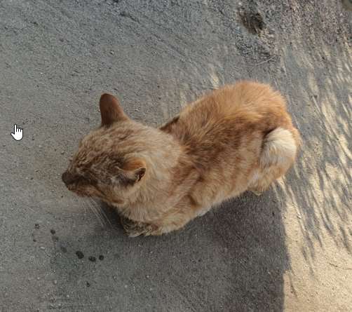 한국 고양이 이미지 파일 입니다.
